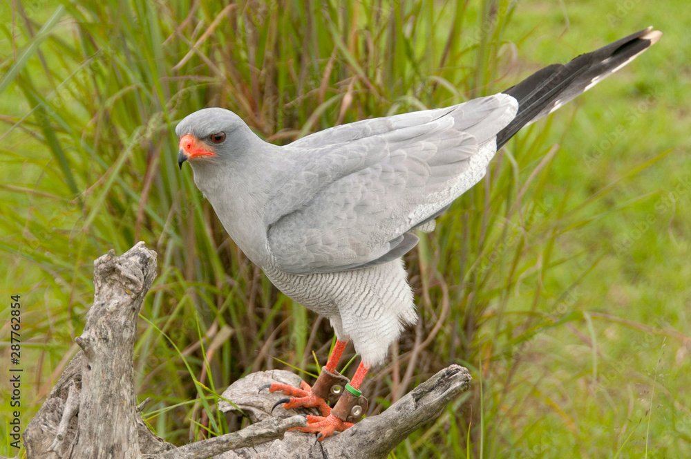 Fototapeta premium Pale Chanting Goshawk, South Africa