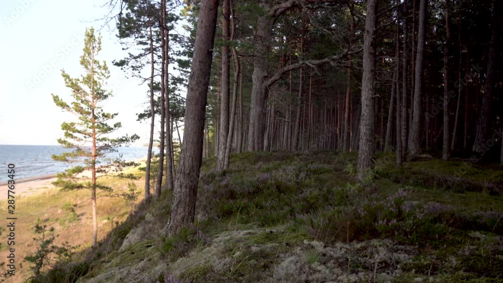 A walk between pines and flowers on high dunes with pine trees on the Baltic Sea on a summer evening A walk between pines and flowers on high dunes with pine trees on the Baltic Sea on a summer evening