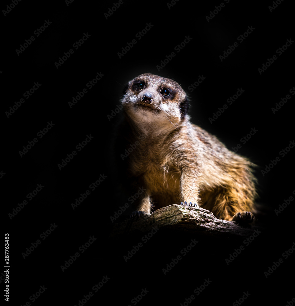 Fototapeta premium meerkat
