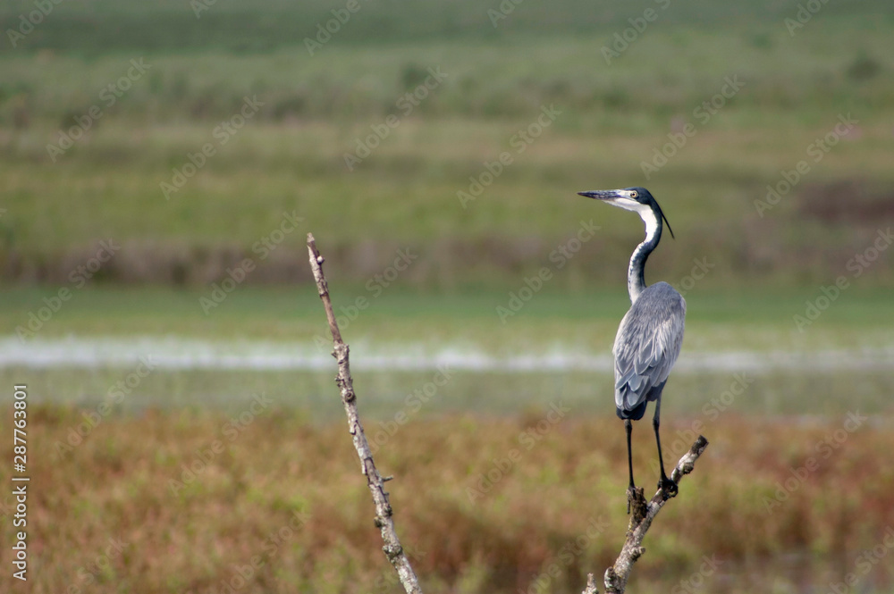 Obraz premium great blue heron