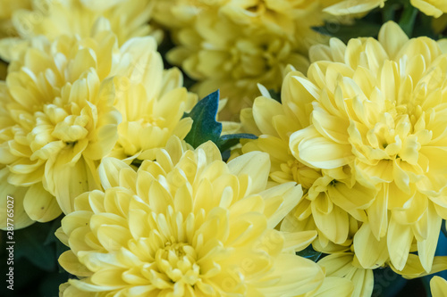 Rudbeckia Flower - Golden Ball. Light yellow color.