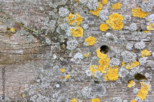 wood background with lichen photo