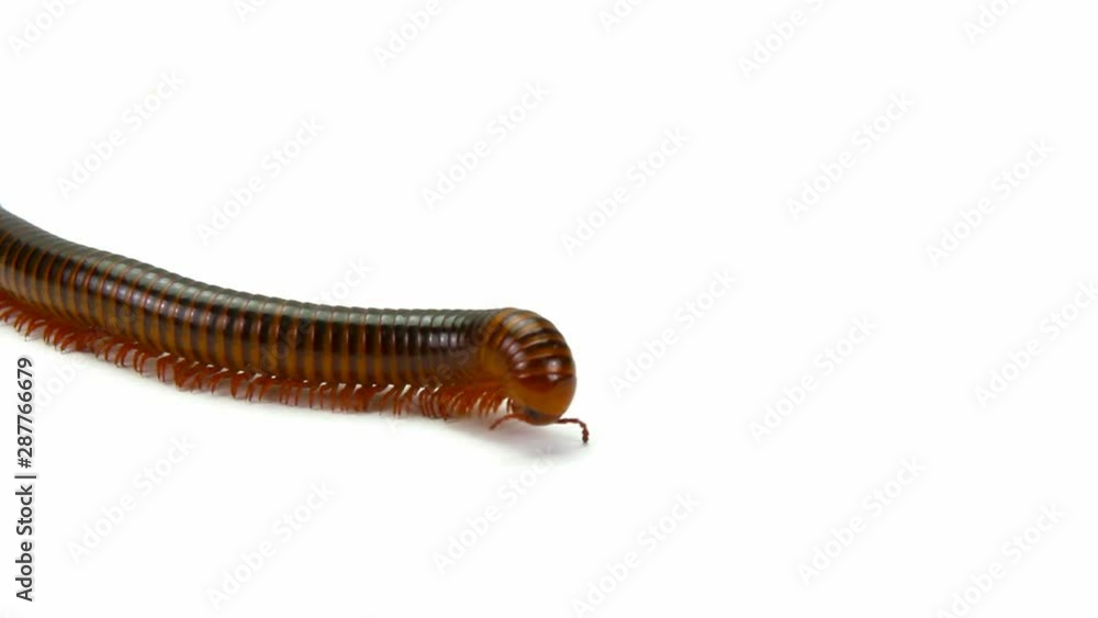 millipede moving on white background millipede moving on white background