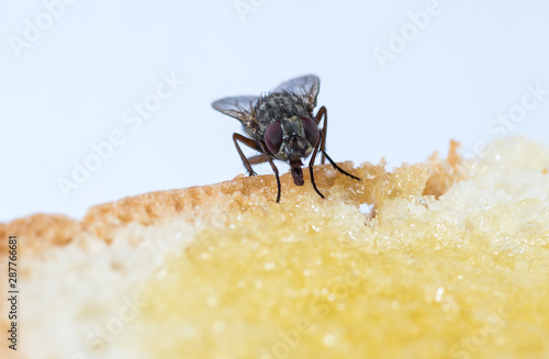 The usual black insect fly sits and eats food: watermelon, bread, honey, pie photo