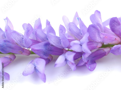 blue mouse pea flowers on a white background