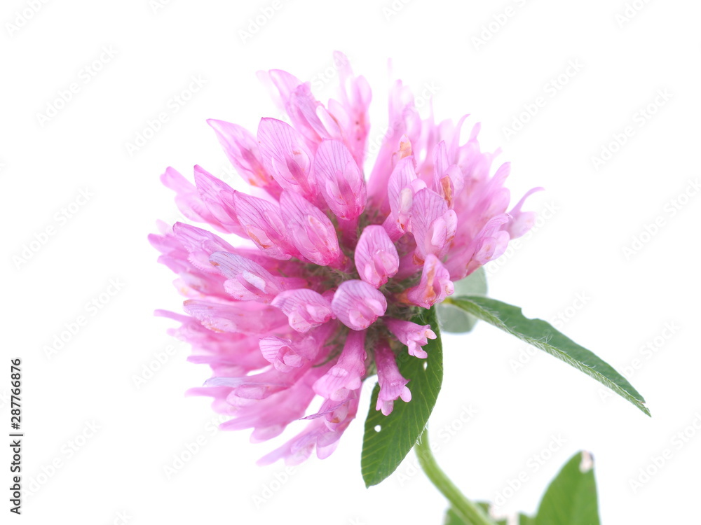 pink clover flower on a white background pink clover flower on a white background