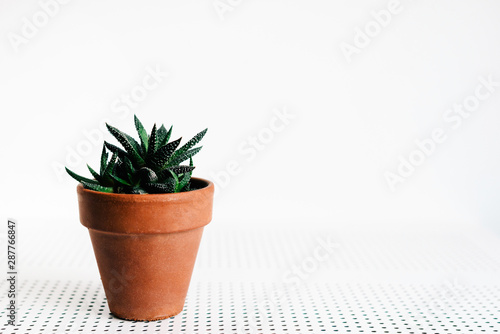 cactus in pot