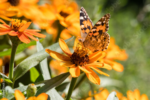 an orange butterfly and a bee on an orange flower collect pollen