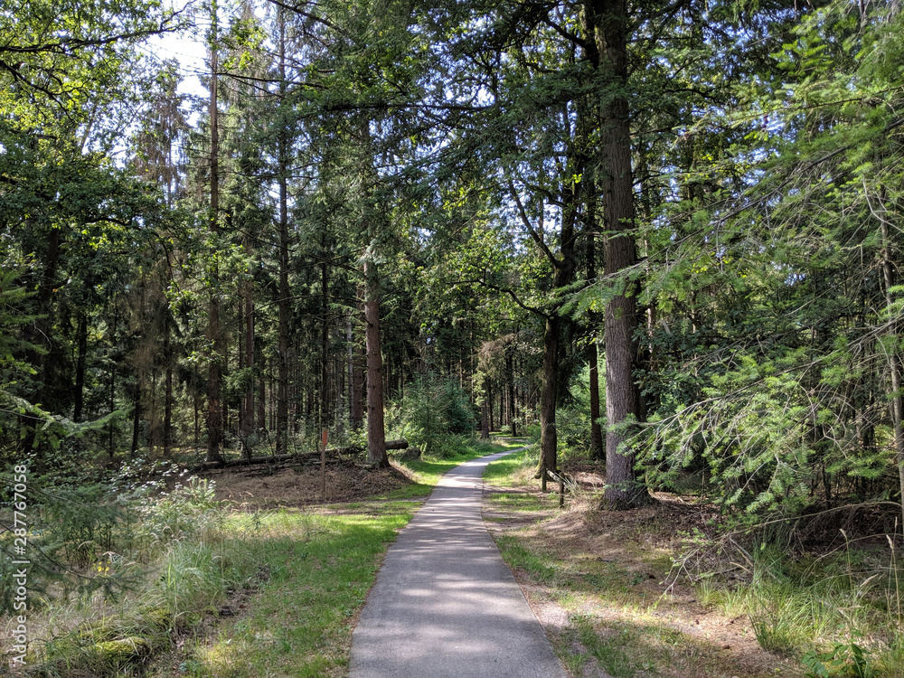 Forest at the Zwarte Dennen nature reserve Forest at the Zwarte Dennen nature reserve