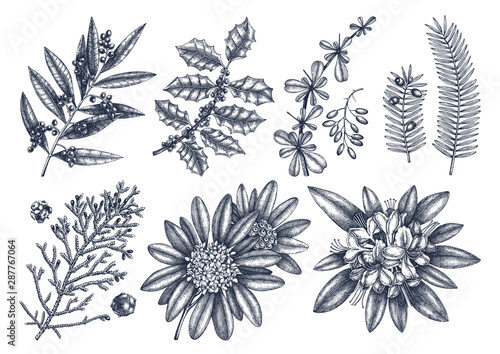 Evergreen trees and shrubs collection. Vintage Christmas elements set. Vector botanical illustration with leaves, conifers, branches, flowers, cones. 