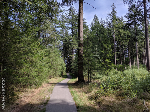 Forest at the Zwarte Dennen nature reserve photo