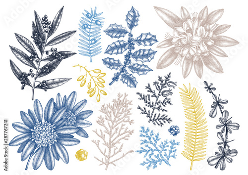 Evergreen trees and shrubs collection. Vintage Christmas elements set. Vector botanical illustration with leaves, conifers, branches, flowers, cones. 