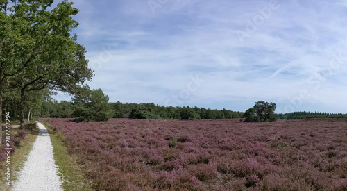 Path through the flowering heather at the Zwarte Dennen nature reserve