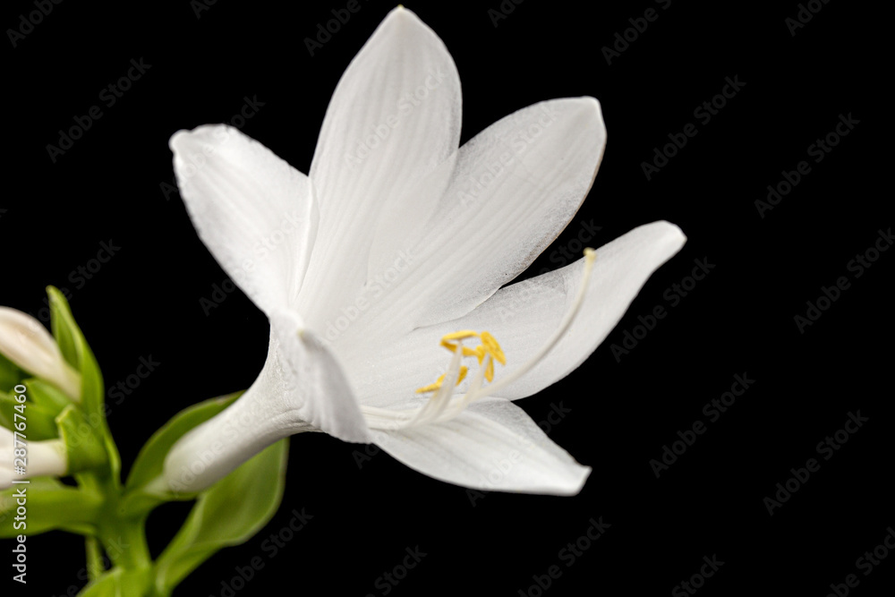 Obraz premium Blooming white flower of Hosta, also Funkia, family of Asparagus (lat. Asparagales), on black background