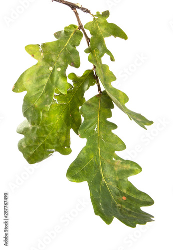 branch with oak leaves on an isolated white background, close-up.