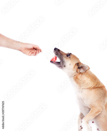 Dog training by dog handler on a white background.pet eat with hand.The pet executes the command to stand on its hind legs and receives a delicious treat