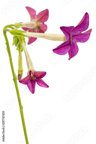 Flower of fragrant tobacco, lat. Nicotiana sanderae, isolated on white background © kostiuchenko