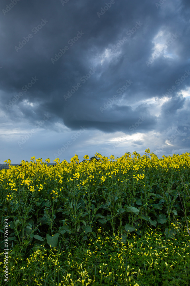 Canola Fields Under Stormy Sky