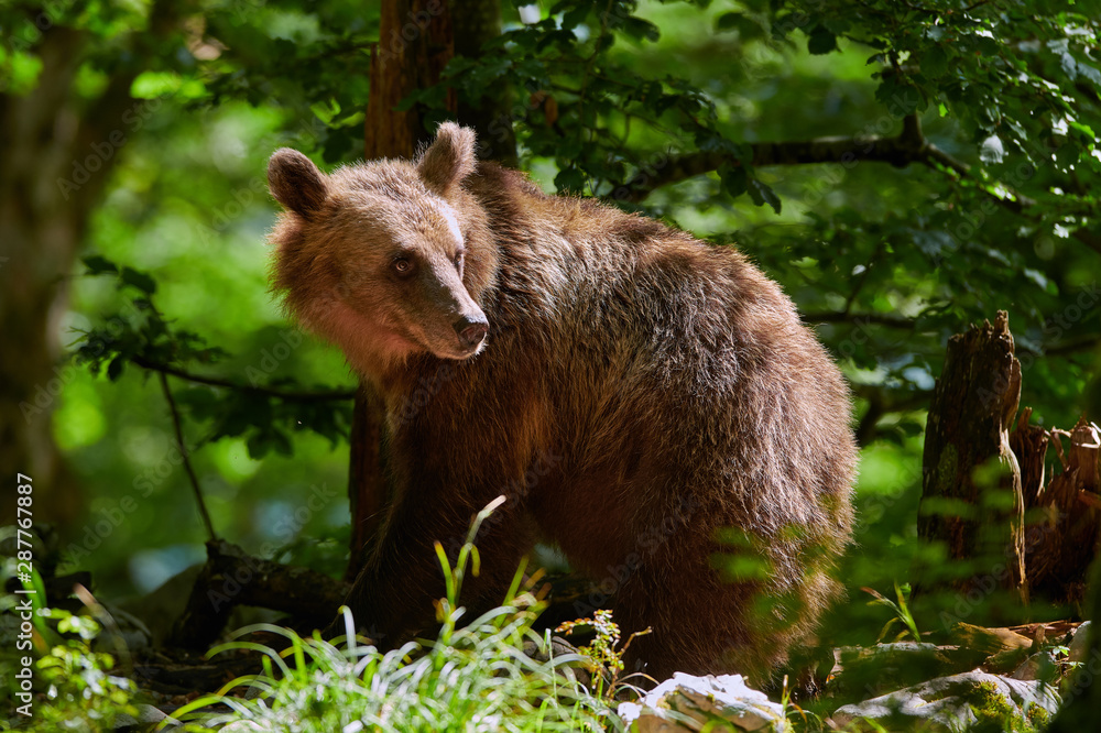 Fototapeta premium Wild brown bear (Ursus arctos) close up