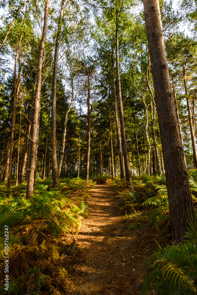 Obraz premium Dirt path in park through the trees