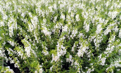 flowers in the garden