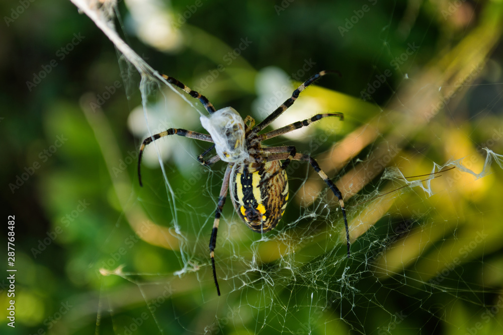 The spider and its web. Spider Argiope bruennichi or Wasp-spider. Closeup photo of Wasp spider. Soft selective focus. The spider and its web. Spider Argiope bruennichi or Wasp-spider. Closeup photo of Wasp spider. Soft selective focus.