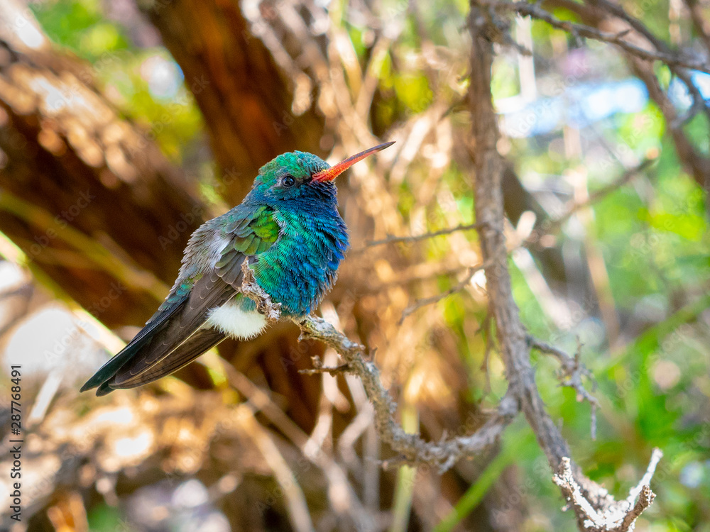 Fototapeta premium Broad-billed Hummingbird Sitting on a Branch