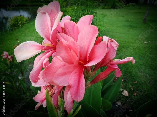 flower in the garden