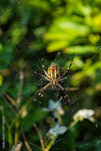 The spider and its web. Spider Argiope bruennichi or Wasp-spider. Closeup photo of Wasp spider. Soft selective focus.