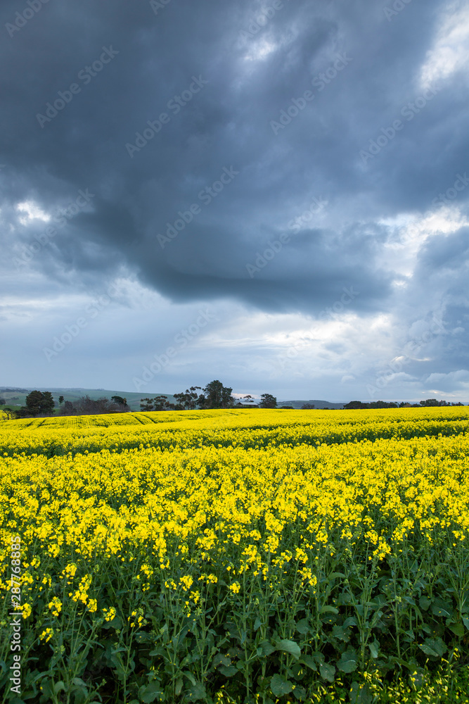 Canola Fields Under Stormy Sky