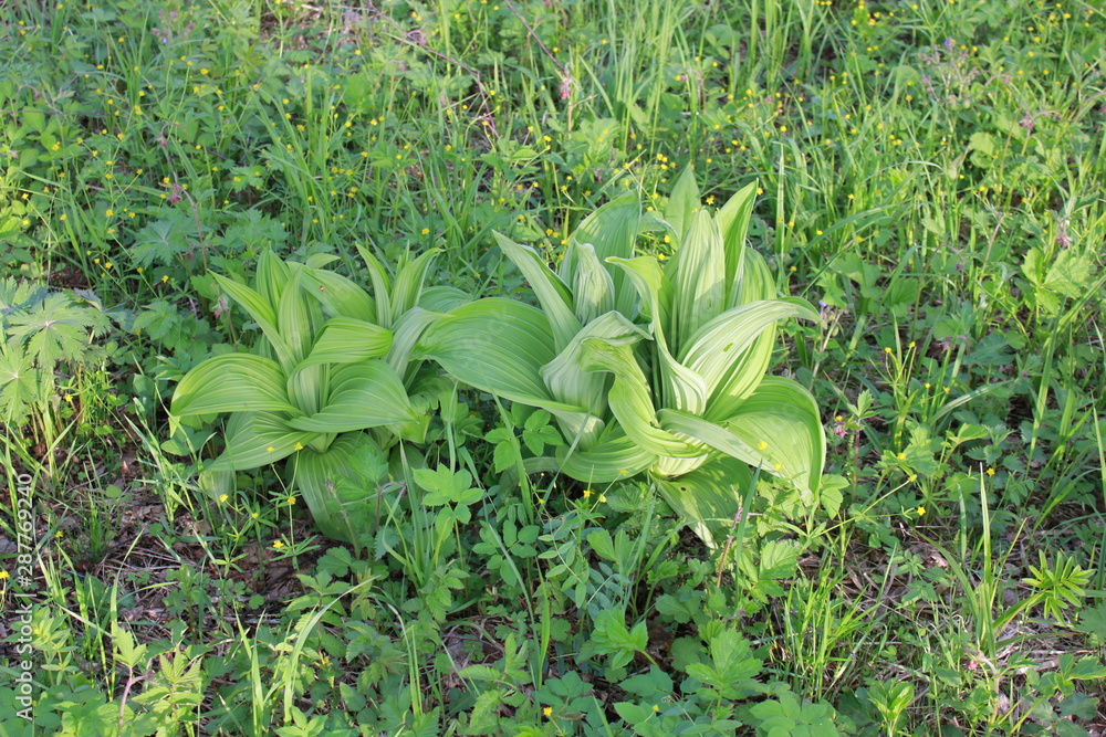 Obraz premium Flowers