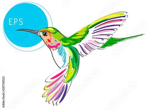 Colibri Bird. Bright vector illustration of exotic flying humming bird isolated on white background