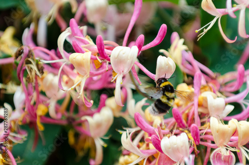 Red Lonicera japonica or Japanese Honeysuckle