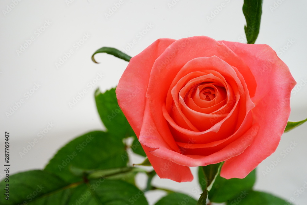 ピンク バラ 薔薇 ばら 一輪 白バック 白背景 マクロ 接写 ビビットカラー Stock Photo Adobe Stock