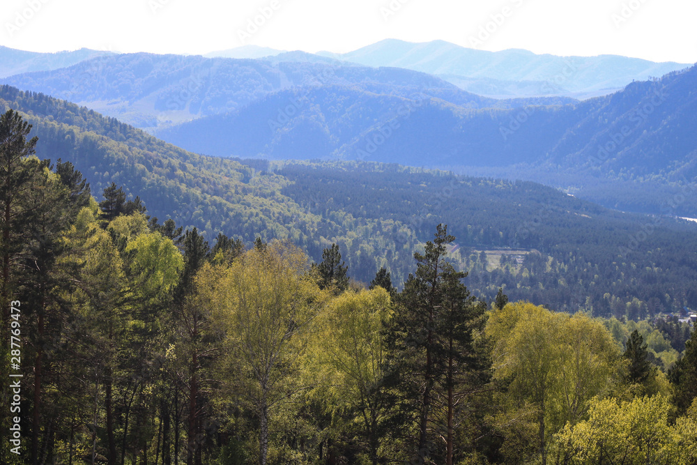 boundless expanses of the Siberian taiga boundless expanses of the Siberian taiga