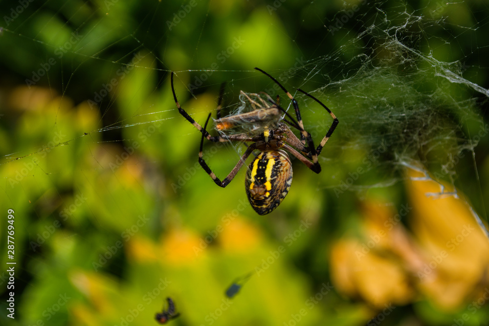 Spider Argiope bruennichi or Wasp-spider. Spider and his victims (grasshoppers) on the web. Closeup photo of Wasp spider. Soft selective focus. Spider Argiope bruennichi or Wasp-spider. Spider and his victims (grasshoppers) on the web. Closeup photo of Wasp spider. Soft selective focus.