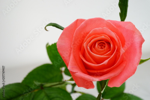 ピンク バラ 薔薇 ばら 一輪 白バック 白背景 マクロ 接写 ビビットカラー Stock Photo Adobe Stock ピンク バラ 薔薇 ばら 一輪 白バック 白背景 マクロ 接写 ビビットカラー Stock Photo Adobe Stock