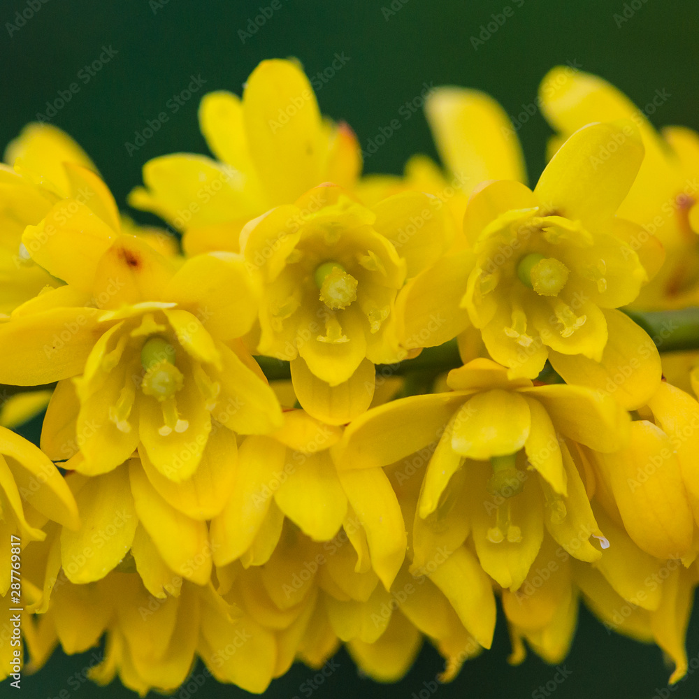 Fototapeta premium Mahonia Blossom