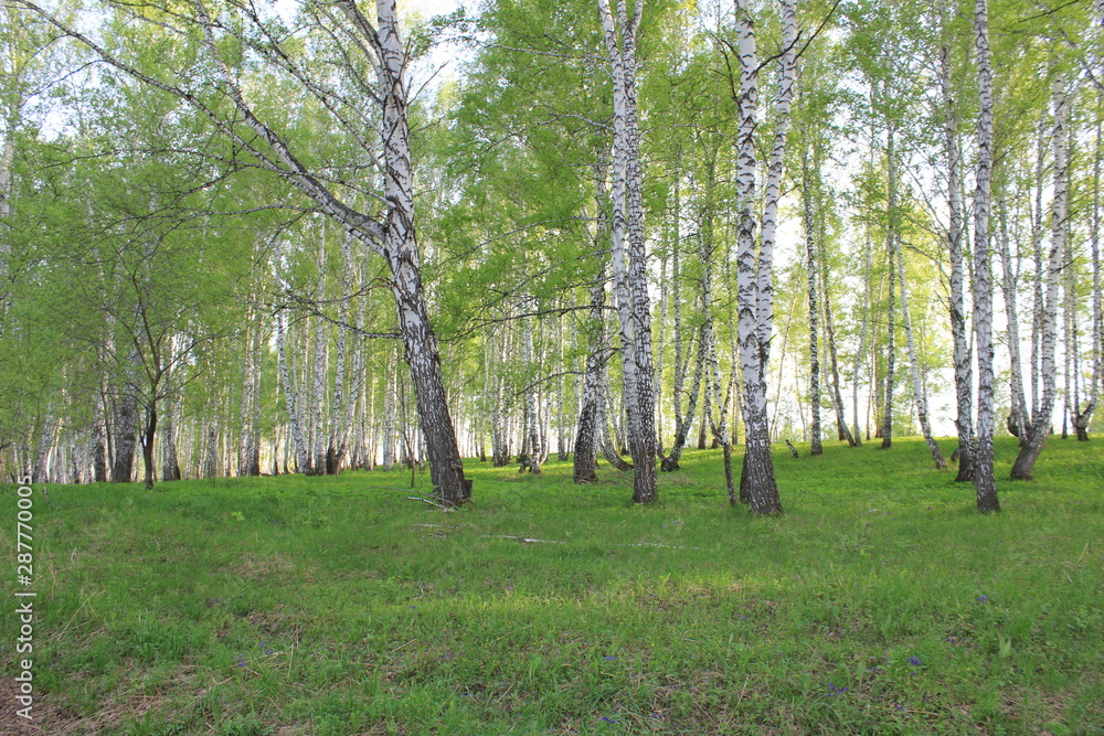 Obraz premium Nature