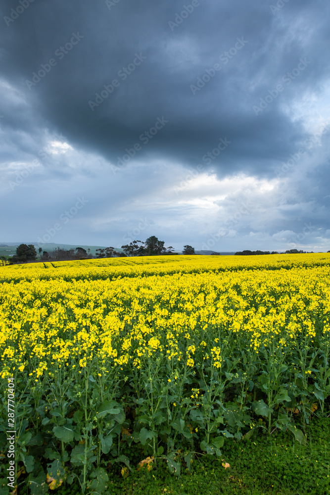 Canola Fields Under Stormy Sky