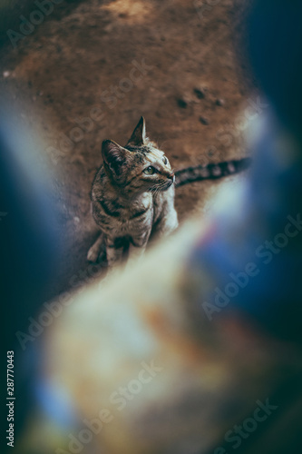cat in grass © Gokul