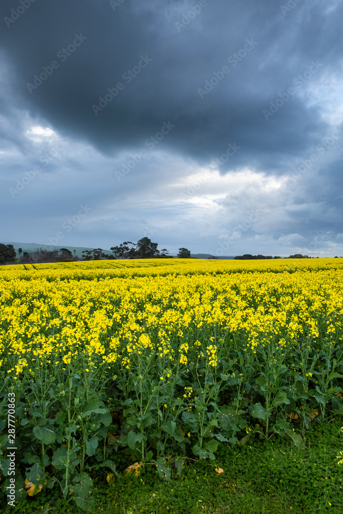 Obraz premium Canola Fields Under Stormy Sky
