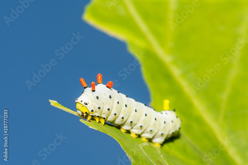 Promethea Silkmoth Caterpillar (Callosamia promethea) photo