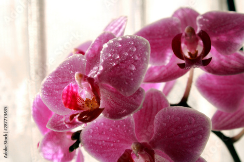 Orchidee