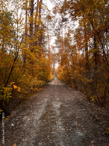 Road in the autumn forest with colorful trees and sunset.