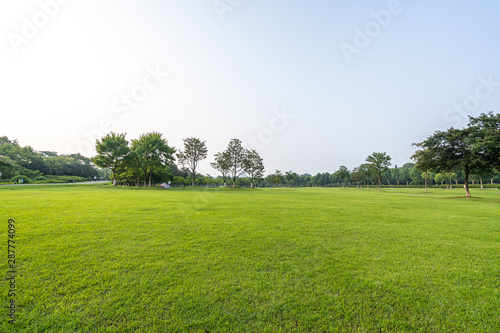 Fototapeta Naklejka Na Ścianę i Meble -  green lawn