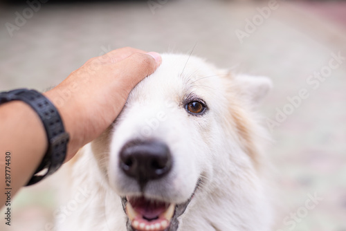 Male hand patting dog friendly pet closeup big dog,happiness and friendship.