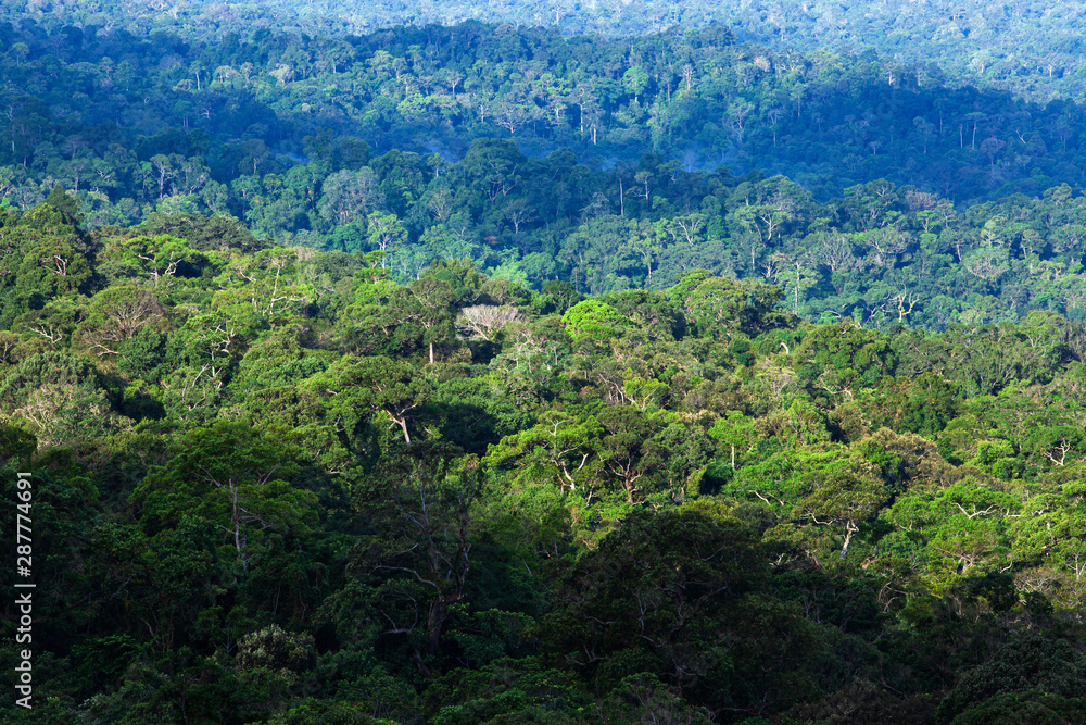 Aerial view of primeval tropical forest in the morning.
