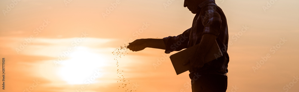Fotografie, Obraz panoramic shot of farmer sowing seeds during sunset