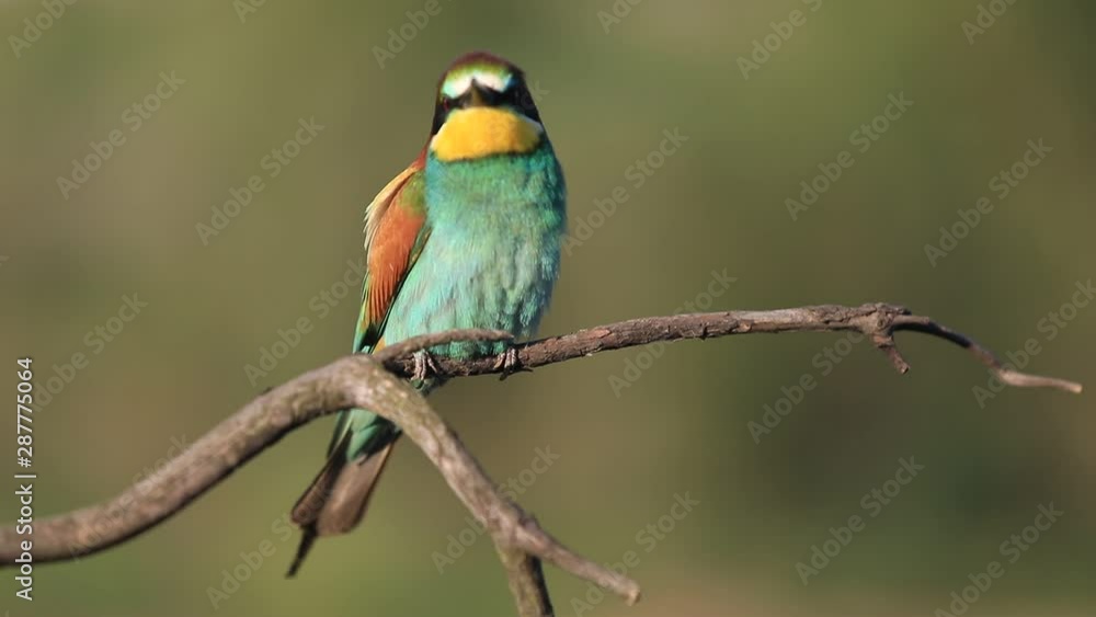 European bee-eater - Merops apiaster - on a branch in the morning European bee-eater - Merops apiaster - on a branch in the morning